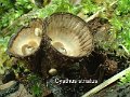 Cyathus striatus-amf739-2